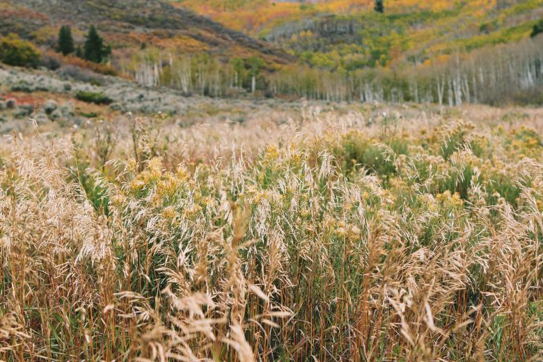 Free stock image of Landscape created by Life of Pix