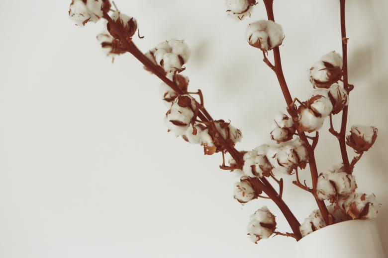 Free stock image of Cotton cane created by Life of Pix