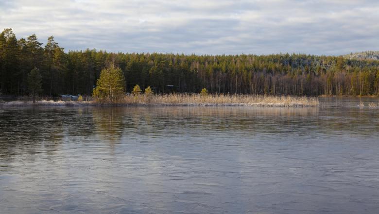 Free stock image of Lake in the forest created by Life of Pix