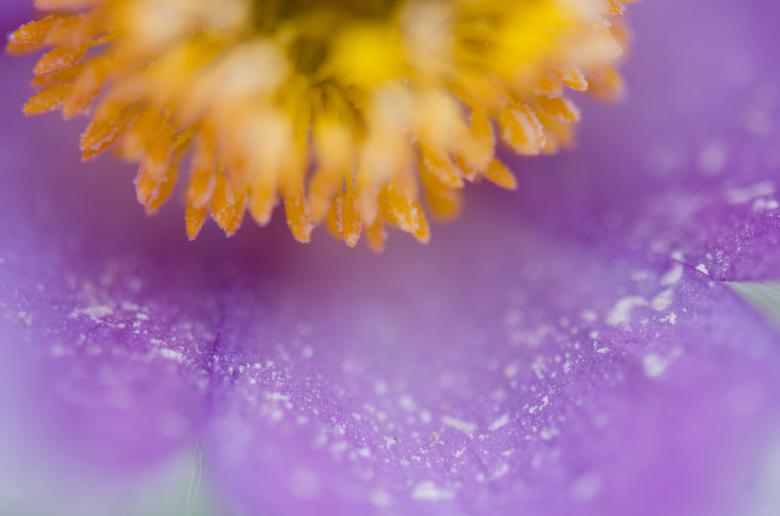 Free stock image of Tulip created by Unsplash