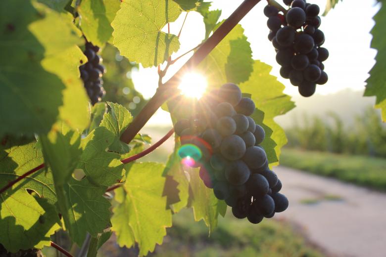 Free stock image of Grape Tree created by Unsplash