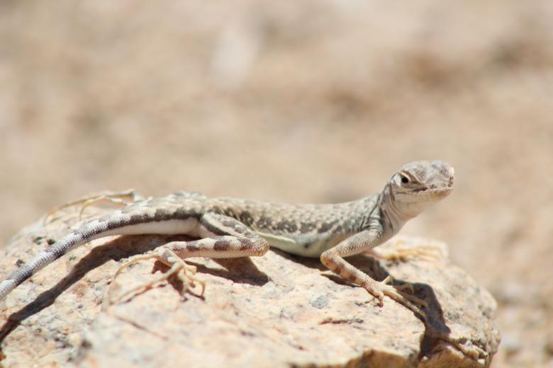 Free stock image of Lizard created by Unsplash