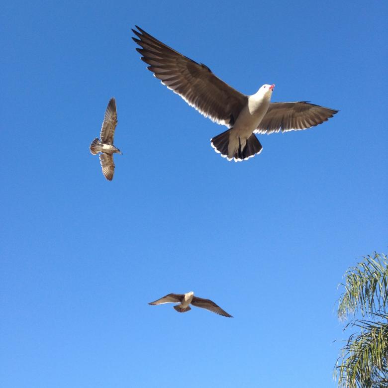 Free stock image of Birds created by Unsplash