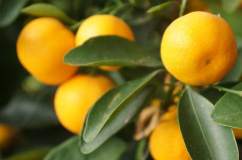 Free stock image of Lemon created by Unsplash