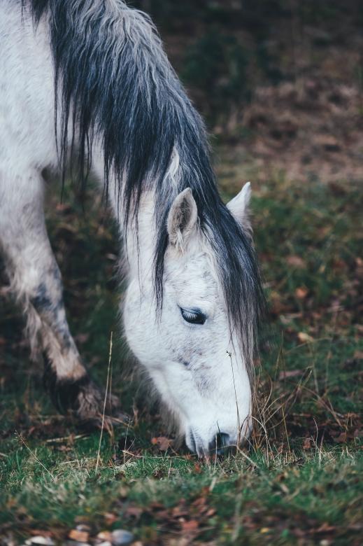 Free stock image of Searching for Grass created by Unsplash