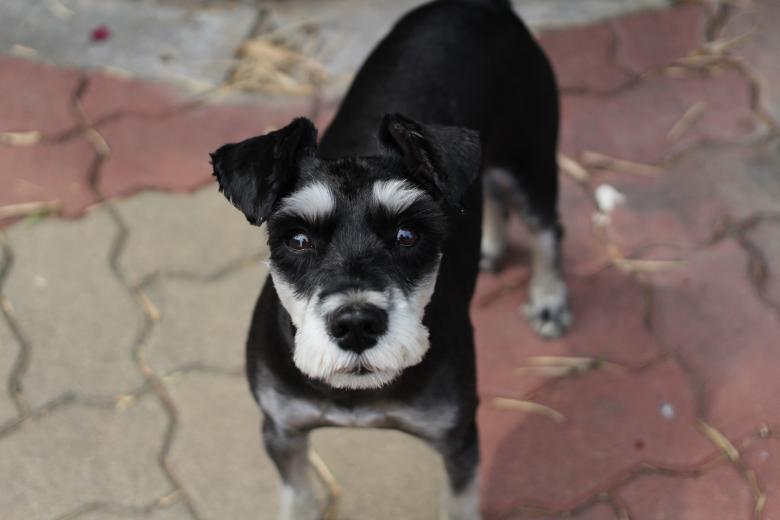 Free stock image of Dog created by Unsplash