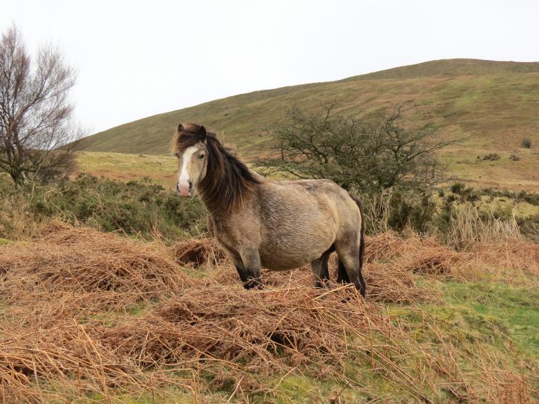 Free stock image of Wild Horse created by Unsplash