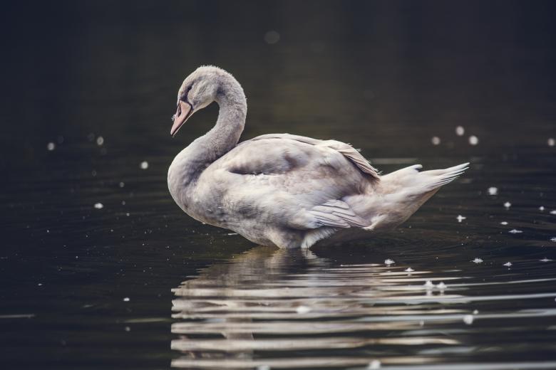 Free stock image of The Duck created by Unsplash