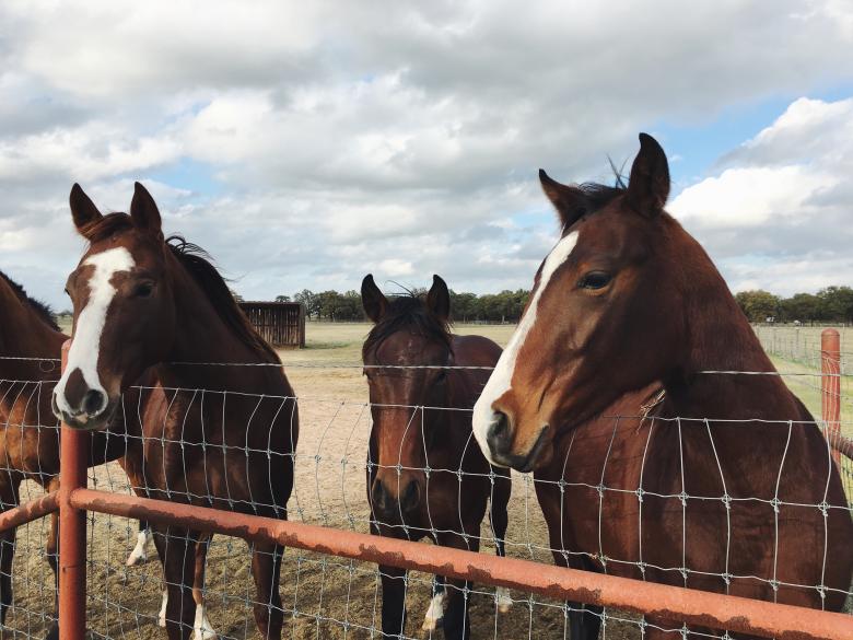Free stock image of Stable created by Unsplash