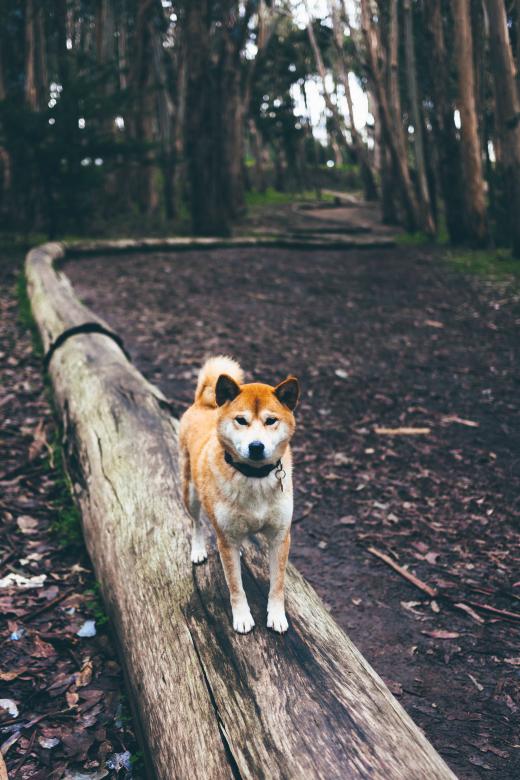 Free stock image of Woods created by Unsplash