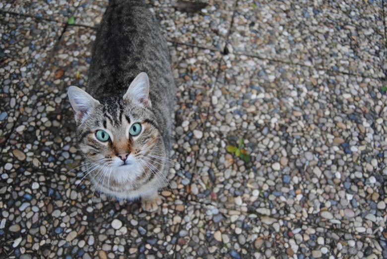 Free stock image of Pet created by Unsplash
