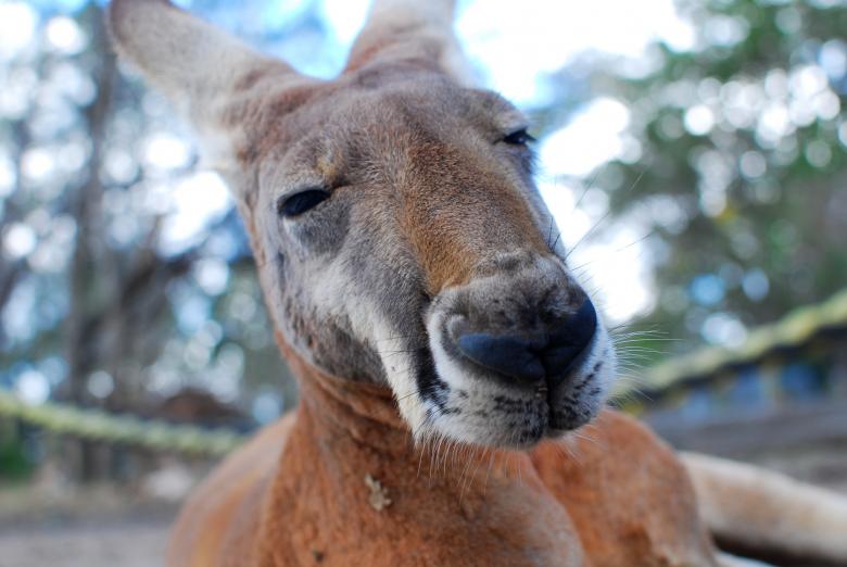 Free stock image of Australian Kangaroo created by Unsplash