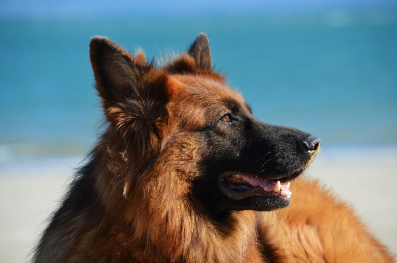 Free stock image of Pet created by Unsplash