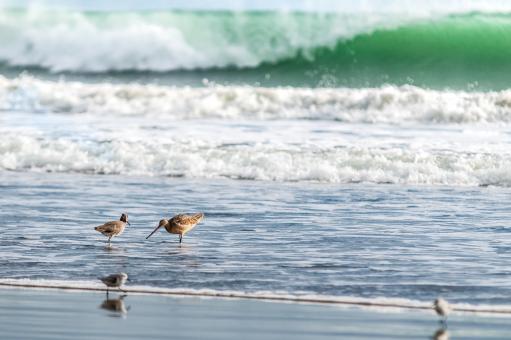 Free Stock Photo of Shore