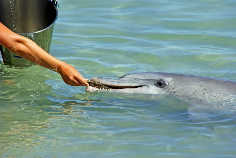 Free stock image of Feeding the Dolphin created by Unsplash