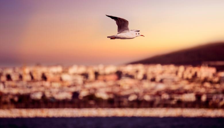Free stock image of Freedom created by Unsplash