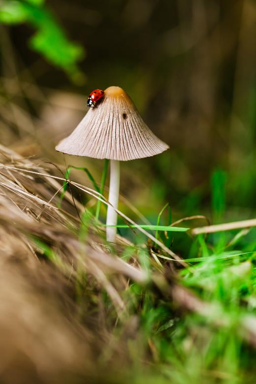 Free stock image of Tale created by Unsplash