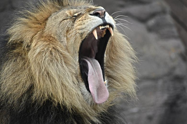 Free stock image of Big Mouth created by Unsplash