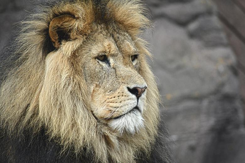 Free stock image of King created by Unsplash
