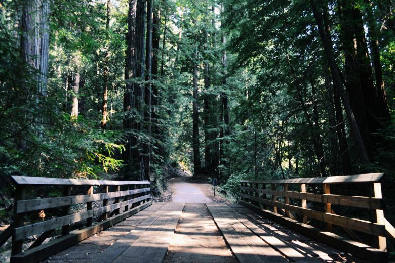 Free stock image of Woods created by Unsplash