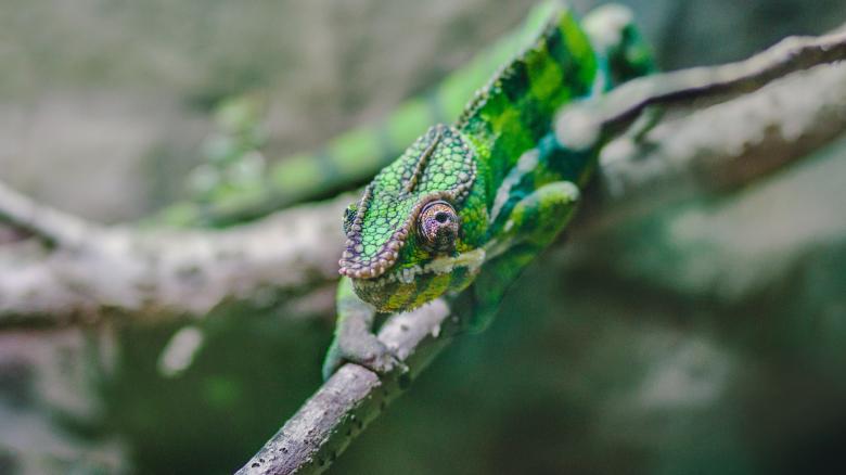 Free stock image of Cameleon created by Unsplash