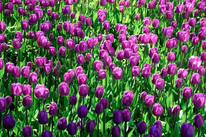 Free stock image of Garden of flowers created by Unsplash