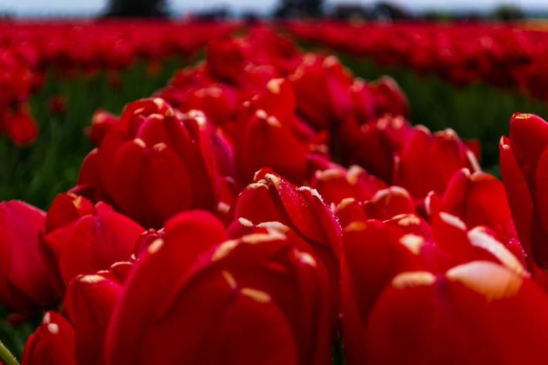 Free stock image of Red Flowers in Garden created by Unsplash