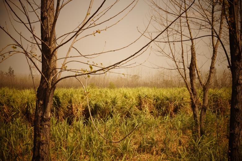Free stock image of Field of Tall Grass created by Life of Pix