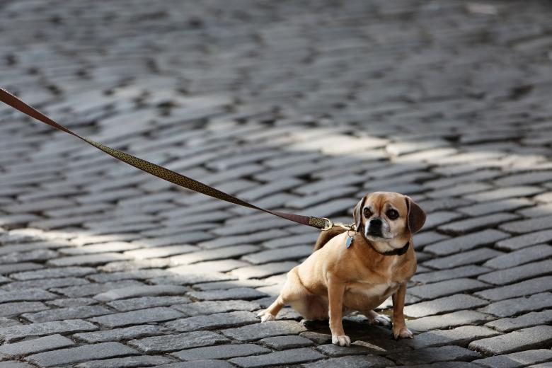 Free stock image of Dog created by Life of Pix