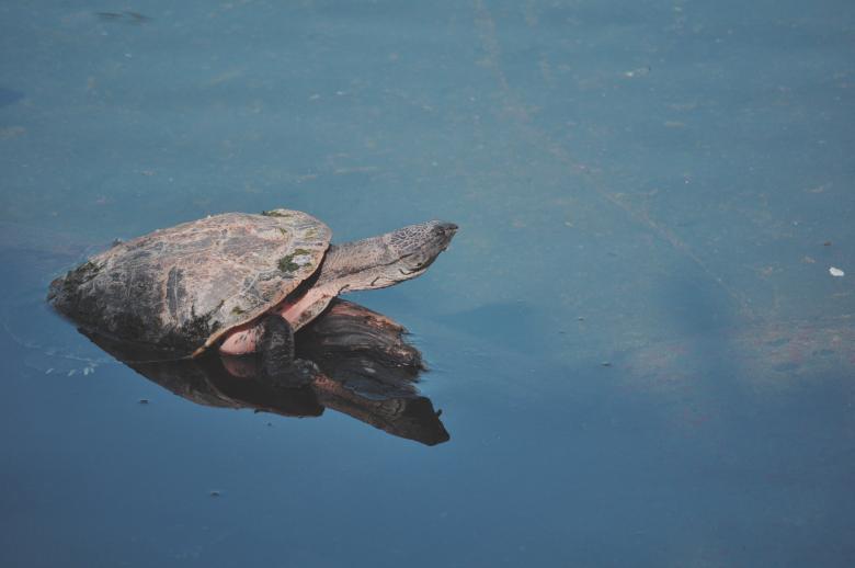 Free stock image of Turtle created by Life of Pix