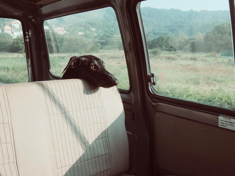 Free stock image of Dog created by Life of Pix