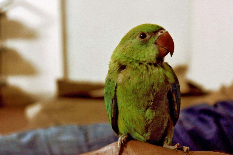 Free stock image of Parrot created by Life of Pix