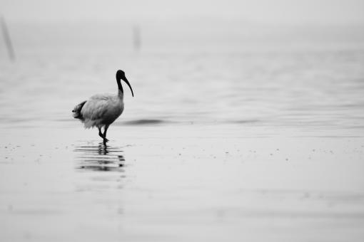 Free Stock Photo of Bird walking on the beach