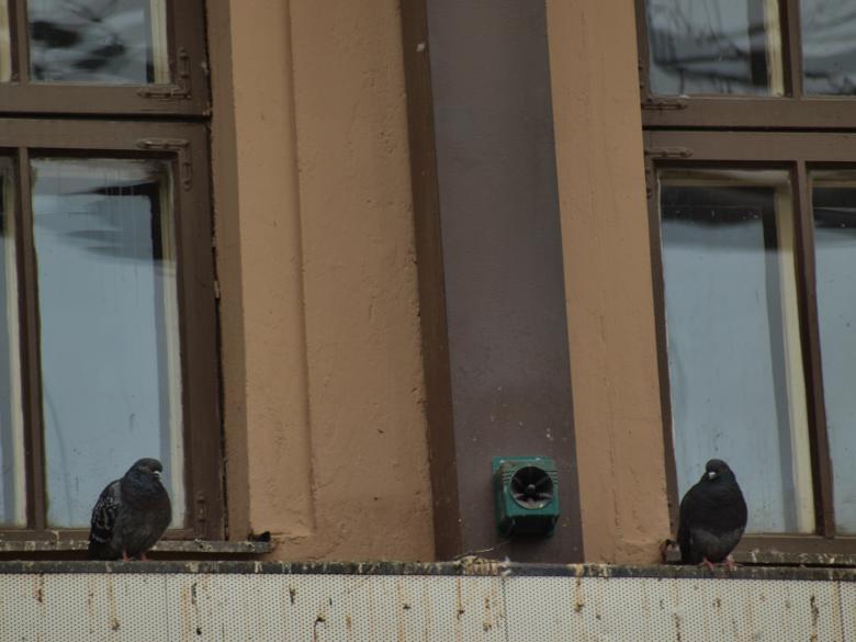 Free stock image of Pigeons created by Marko Mäkinen