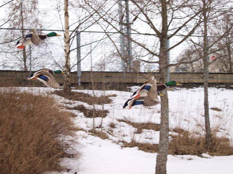 Free stock image of Flying ducks created by Marko Mäkinen