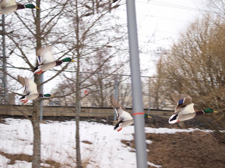 Free stock image of Flying ducks created by Marko Mäkinen