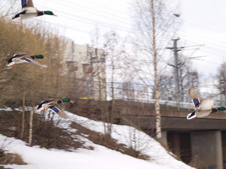 Free Stock Photo of Flying ducks
