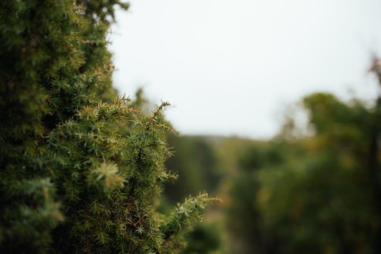 Free stock image of Thorny created by Unsplash