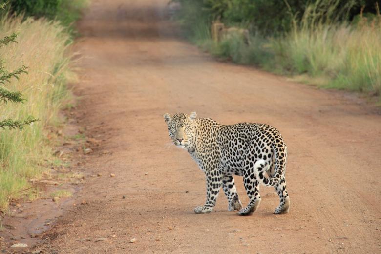 Free stock image of Leopard created by Unsplash