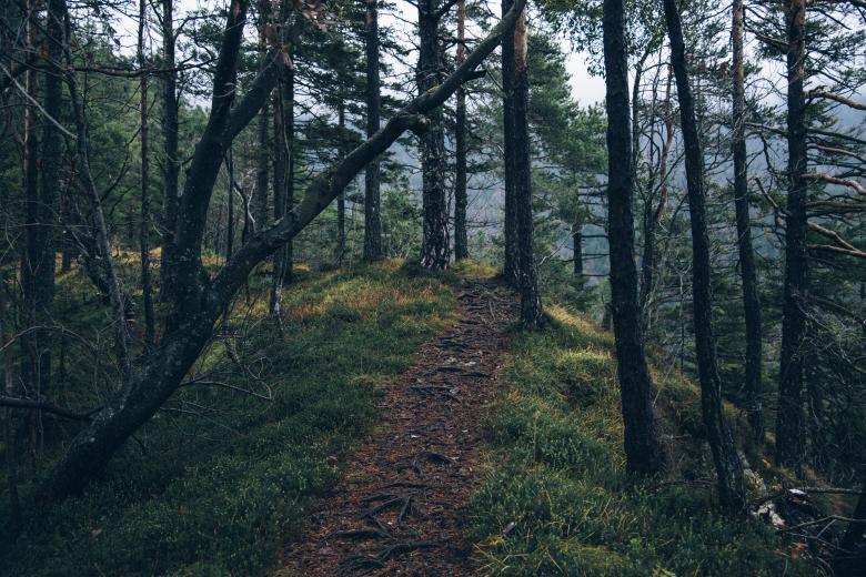 Free stock image of Woods created by Unsplash
