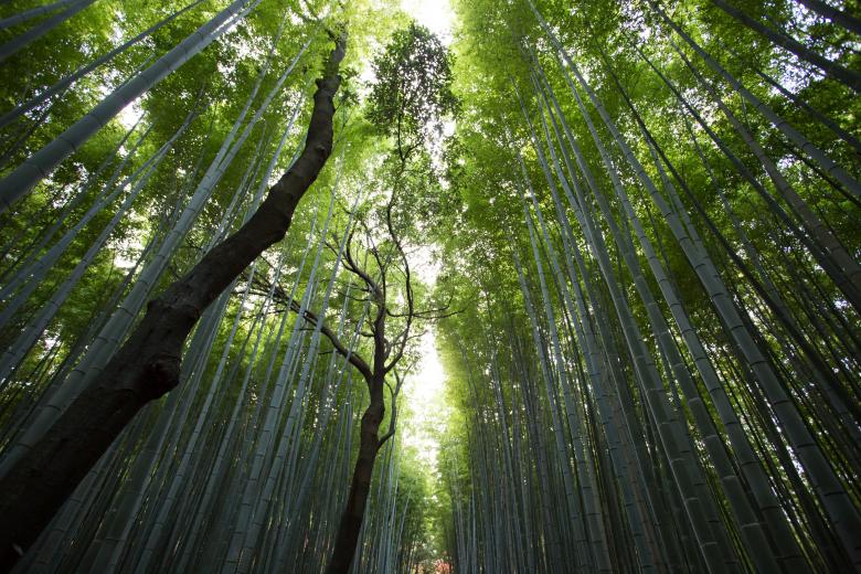 Free stock image of Dense Green Woods created by Unsplash