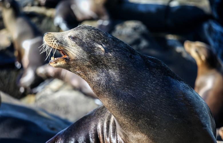 Free stock image of Seal created by Unsplash