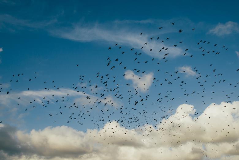Free stock image of Group of Birds created by Unsplash