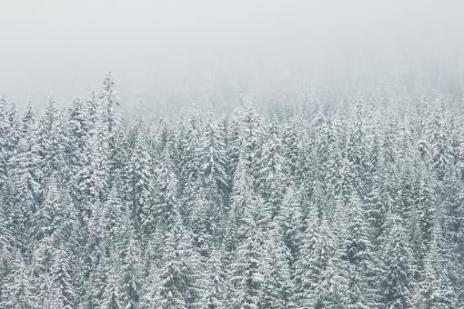 Free Stock Photo of Bunch of Trees