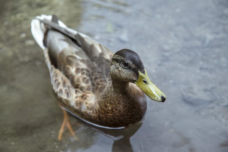 Free stock image of Duck created by Unsplash