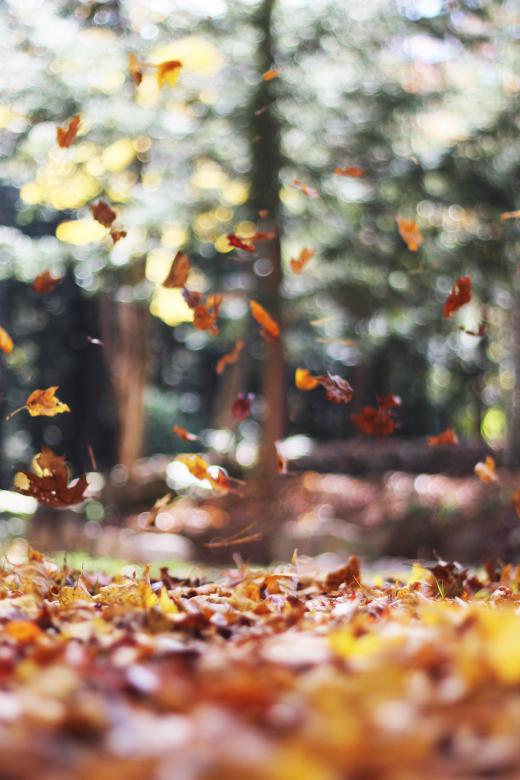Free stock image of Autumn created by Unsplash