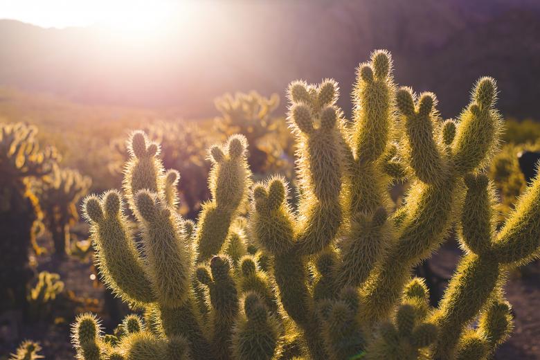 Free stock image of Cactuses created by Unsplash