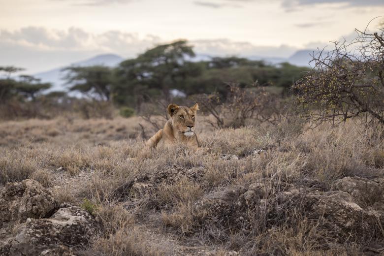 Free stock image of Wild created by Unsplash