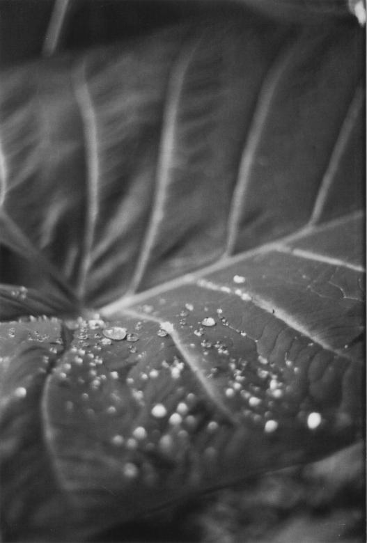 Free stock image of Dew Drops created by Unsplash