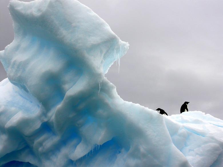 Free stock image of Penguins Walking on Iceberg created by Unsplash
